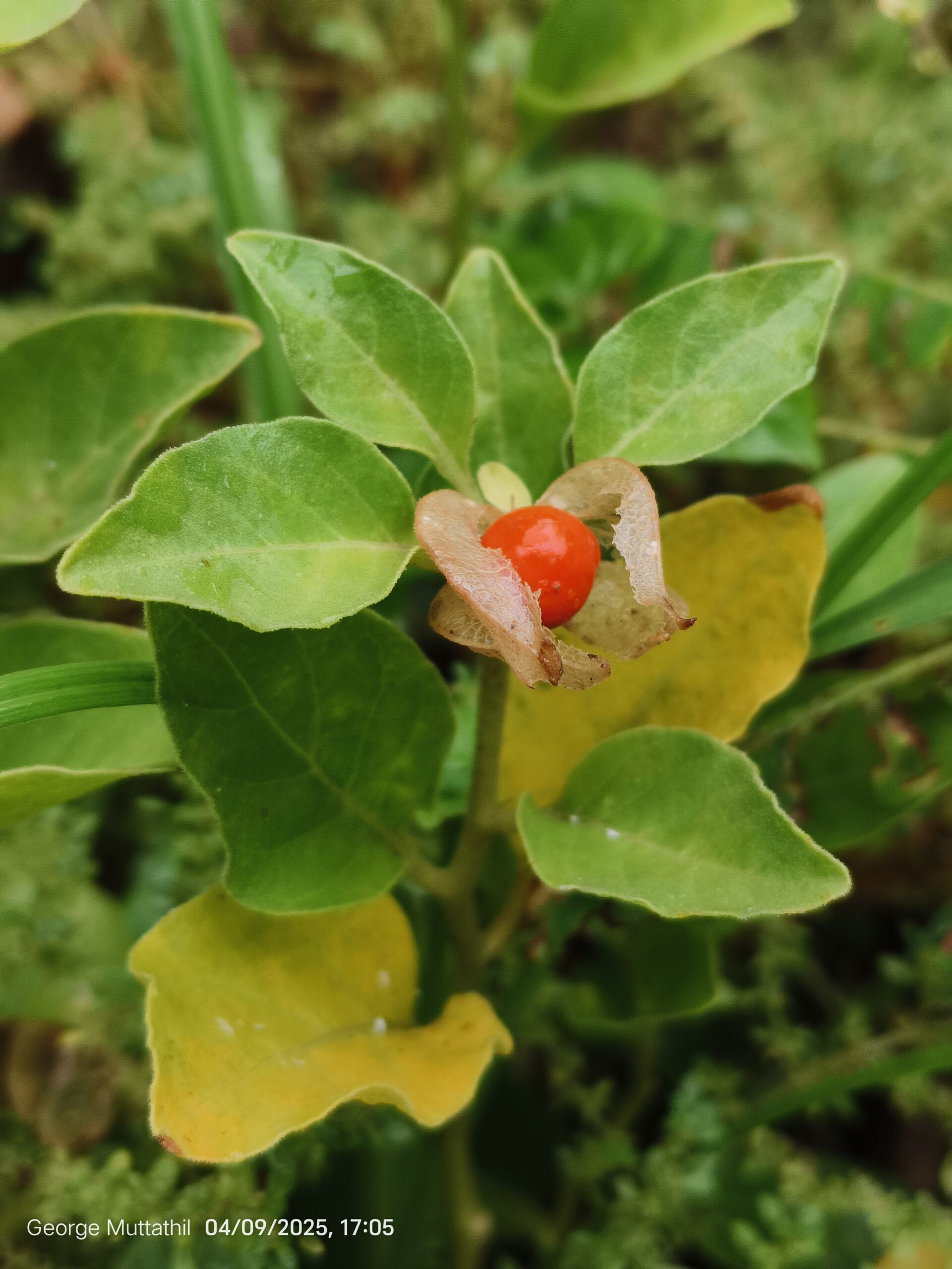 Ashwagandha plant specimen