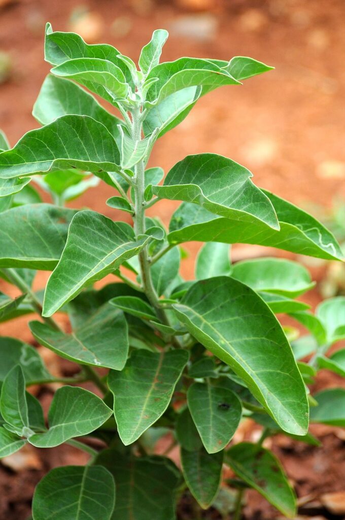 Leaf Ban Hurts Small Farmers the Most